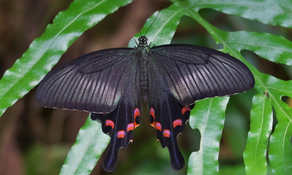 個体数（こたいすう）の 問題（もんだい）？: 徳之島 自然日誌