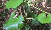 oatns-230506.jpg