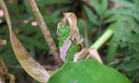 oatns2-230506.jpg