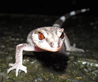 obi-111006.jpg