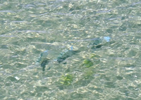 oha-160726.jpg