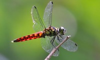 oharab-250712.jpg