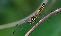 oharab2-250712.jpg