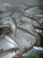 oikawa-190720.jpg