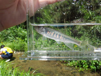 oikawa-male-170708.jpg