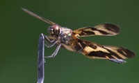 okinawa_ct-250712.jpg