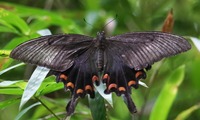 okinawa_ka-250712.jpg
