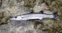 okms-150416.jpg