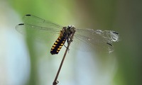 ooharab-250624.jpg