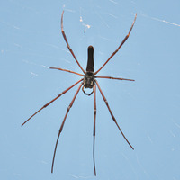 oojorowg-250716.jpg