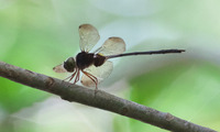 oometon2-250809.jpg