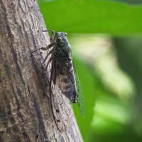 oshimaze-240916.jpg
