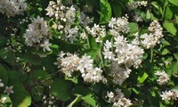 ou-250414.jpg