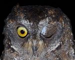 owl's-wink.jpg