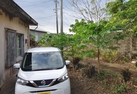 papaya-241217.jpg