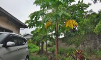 papaya-250727.jpg