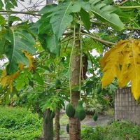 papaya2-250727.jpg