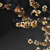 roubai-250122.jpg
