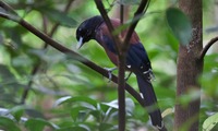 rurika-250809.jpg