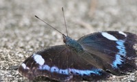 rurita-250606.jpg