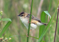 s2-140528.jpg