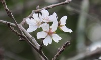 sakra-241025.jpg