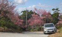 sakura-230201.jpg