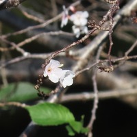 sakura-241107.jpg