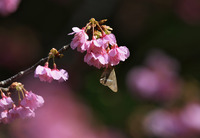 sakura2-170212.jpg