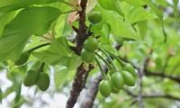 sakurambo-250304.jpg