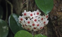 sakurara-240715.jpg