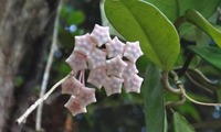sakurara-240726.jpg