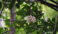 sakurara-240728.jpg