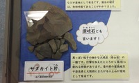 sanu-211221.jpg