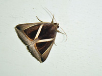 sbsk2-200715.jpg