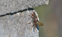 segroas-241111.jpg