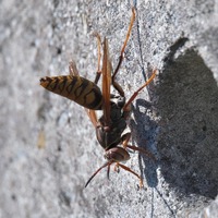 segroas2-241111.jpg
