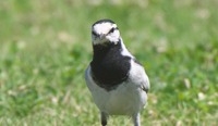 sekrei2-260321.jpg