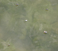 senta-140520.jpg