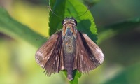 seseri-241104.jpg