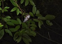 sh-200328.jpg
