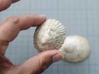 shell-180813.jpg