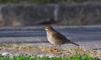 shiroha-250130.jpg