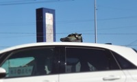 shoes-221230.jpg