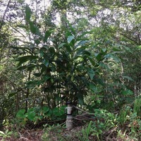 shouga-210411.jpg