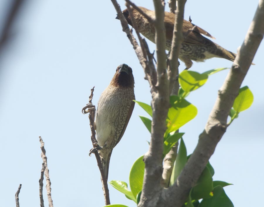 シマキンパラは 外来種 がいらいしゅ 徳之島 自然日誌