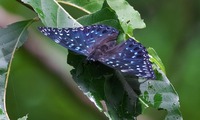 sminagas-250721.jpg