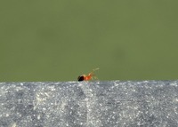spider-190422.jpg