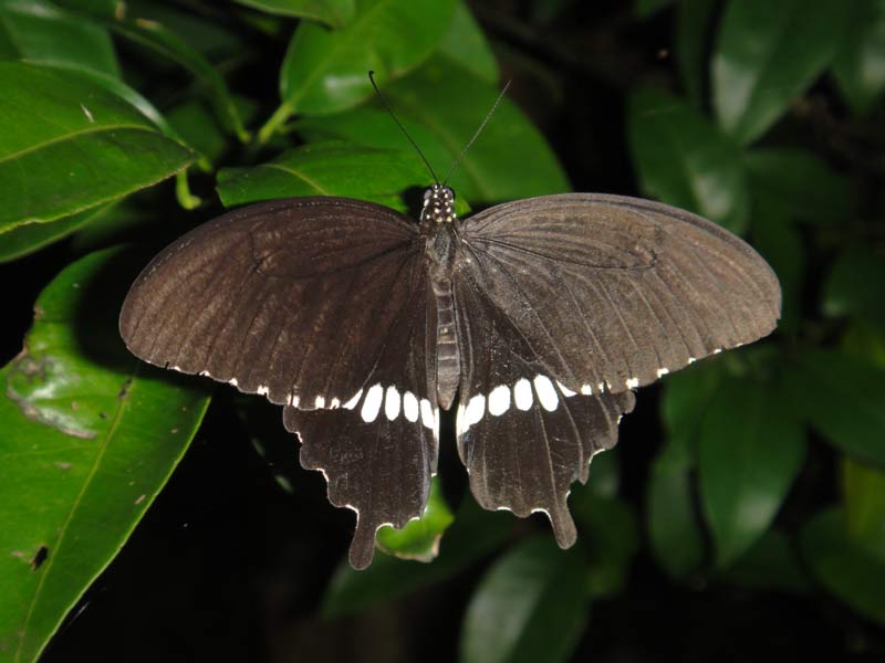 ベニモンアゲハは どこ？: 徳之島 自然日誌（と生活録）