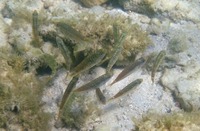 suku-190701.jpg